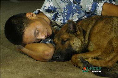 如果有夢，這軍犬的夢里一定全是他