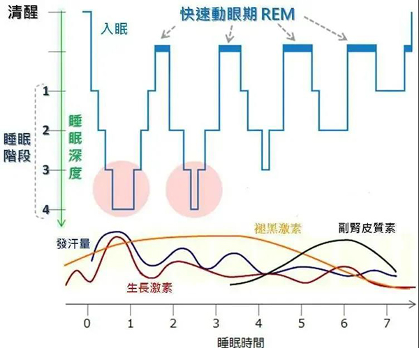 晚睡的孩子長(zhǎng)不高？要不要打生長(zhǎng)激素？增高的秘密一文掌握
