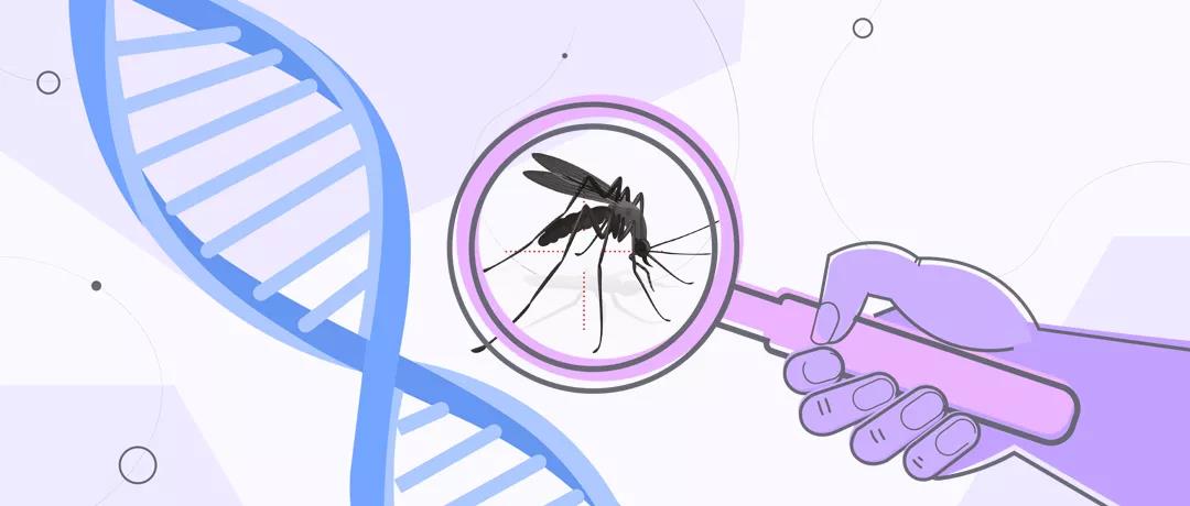 美國釋放數(shù)億轉(zhuǎn)基因蚊，究竟意欲何為？